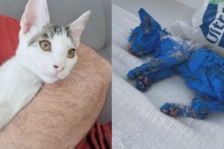 Montagem com fotos coloridas da gatinha blue atualmente e quando foi vítima de maus tratos - Metrópoles