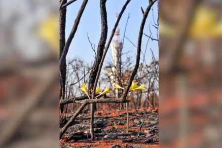 Semanas após um incêndio florestal de origem suspeita ter devastado a vegetação de Cerrado nas proximidades da Torre Digital, um sinal de renascimento surpreendeu os que ainda lamentavam o impacto das chamas. Pés de Hippeastrum goianum, mais conhecida como Amarilis do Cerrado, surgiram em meio ao cenário de destruição, contrastando suas flores amarelas com troncos carbonizados e fuligem espalhada pelo chão.