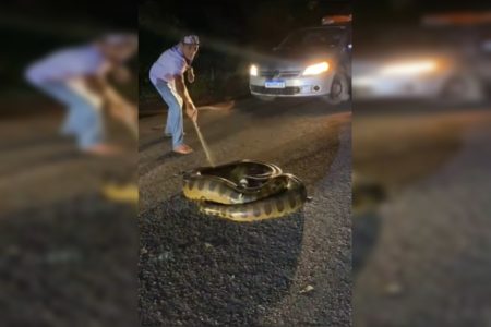Homem com um galho na mão próximo a uma sucuri