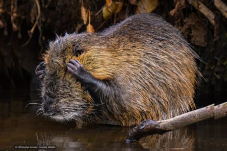 Capivara com as mãos na cabeça tirando excesso de água do rosto