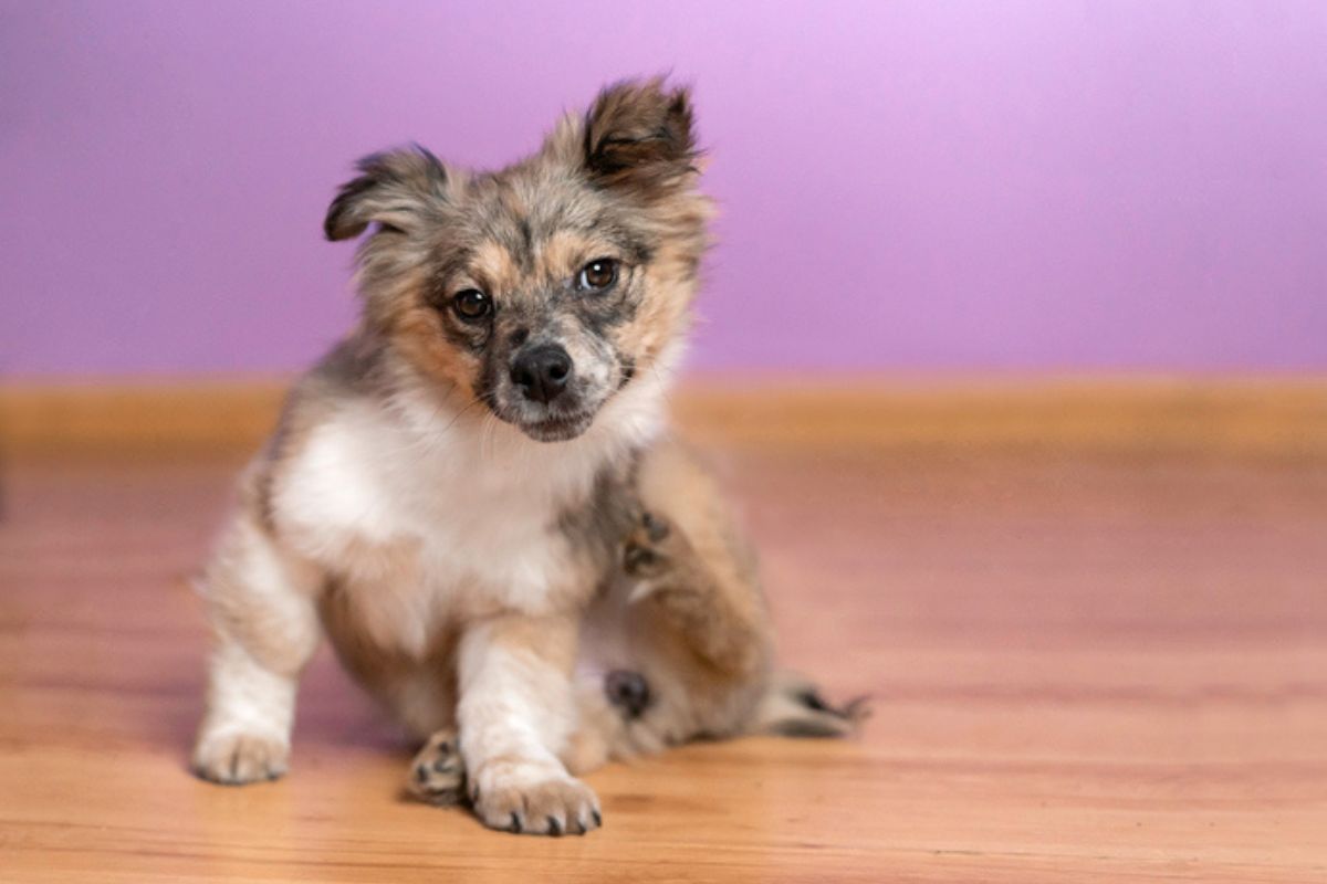 Imagem colorida de filhote de cachorro se coçando