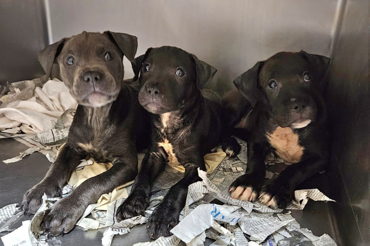 Foto colorida de filhotes de cachorro - Metrópoles
