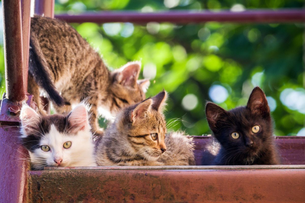 Imagem colorida de quatro gatos juntos