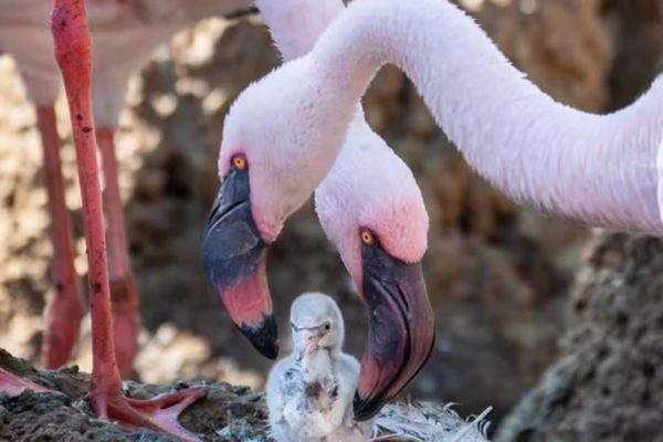 imagem colorida casal gay flamingo adota filhote