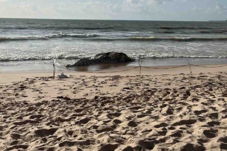 Imagem colorida e baleia morta em João Pessoa - Metrópoles