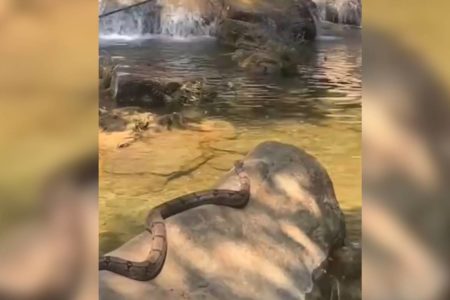 Um grupo de estudantes encontrou uma cobra durante uma trilha na cachoeira JK, em Formosa, no Entorno do Distrito Federal. O caso ocorreu na manhã de sábado (28/9), por volta das 10h, enquanto os jovens percorriam o local sem guia. O momento foi registrado e publicado no TikTok na última terça-feira (1/10), alcançando mais de 100 mil visualizações.