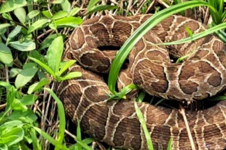 Imagem colorida de cobra que apareceu em local de votação no RS - Metrópoles
