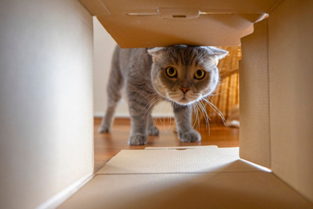 Imagem colorida de gato entrando em caixa