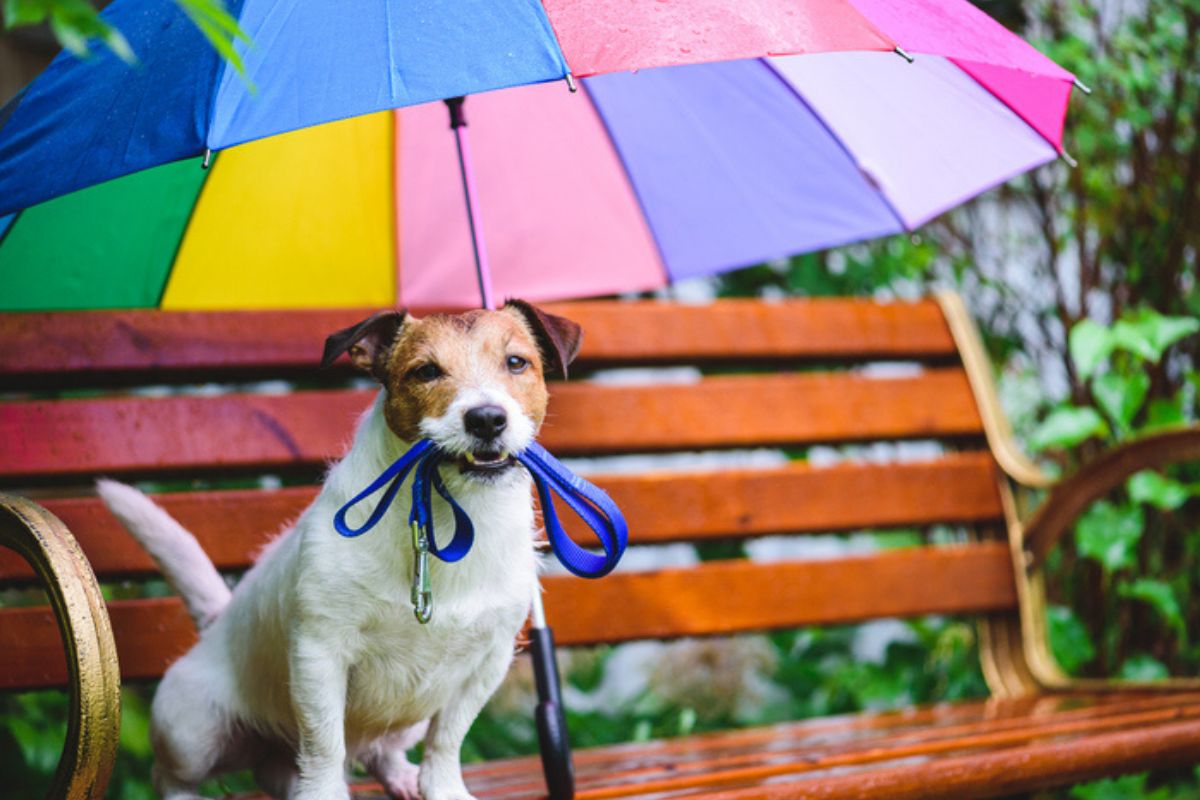 Imagem colorida de cachorro com coleira na boca, sentado em banco de praça