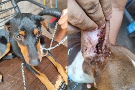 Caso aconteceu em Anhumas. Em Presidente Prudente, mulher foi multada em R$ 3 mil por maus-tratos a cachorro que não conseguia ficar em pé - Metrópoles