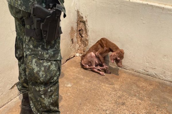 Cão foi alvo de maus-tratos em Presidente Prudente - Metrópoles
