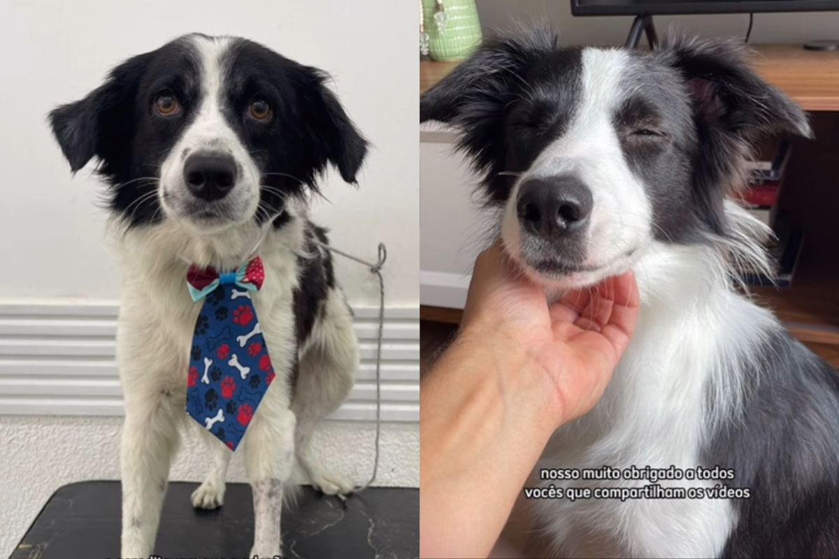 Montagem de duas imagens coloridas mostrando cachorro vira-lata com traços de border collie