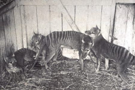 Um dos últimos registros fotográficos desse de grupo de animais extintos.