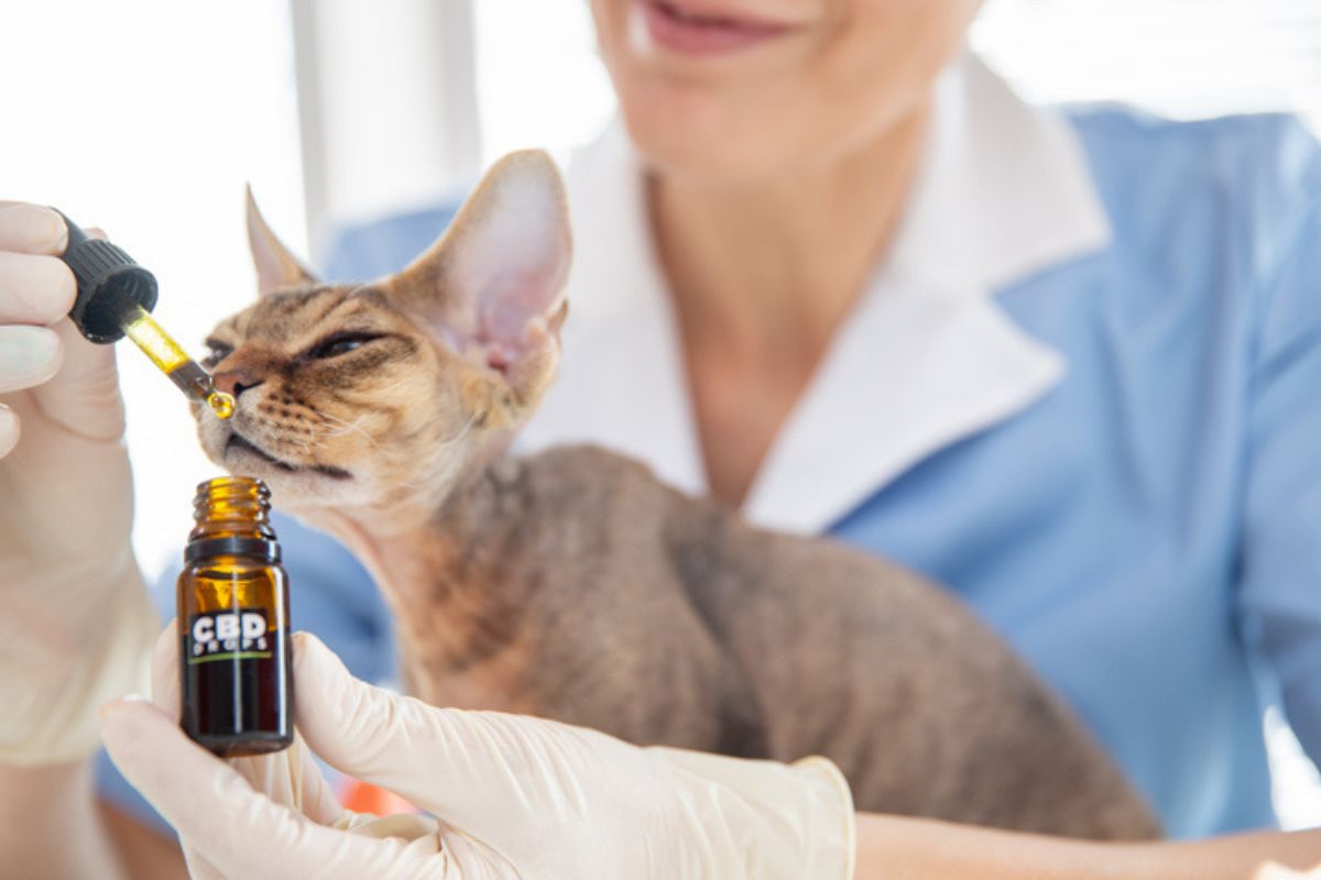 Imagem colorida de gato utilizando cbd