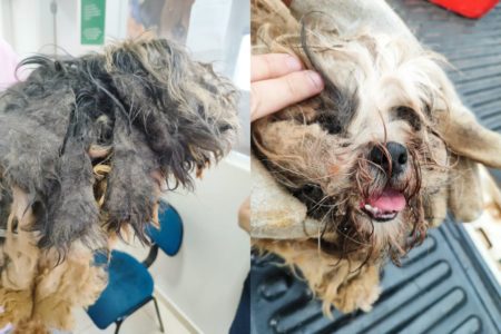 Polícia constatou maus-tratos ao Yorkshire e ao Shih tzu, que estavam sem banho, sem vacina e sem comida. Mulher foi autuada em R$ 6 mil - Metrópoles