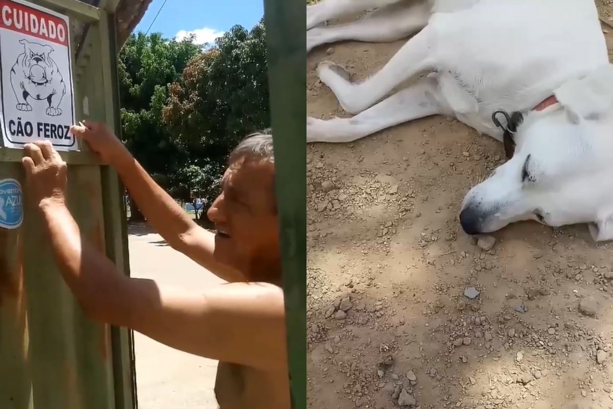 Montagem de duas imagens coloridas de homem colocando placa e cachorro deitado