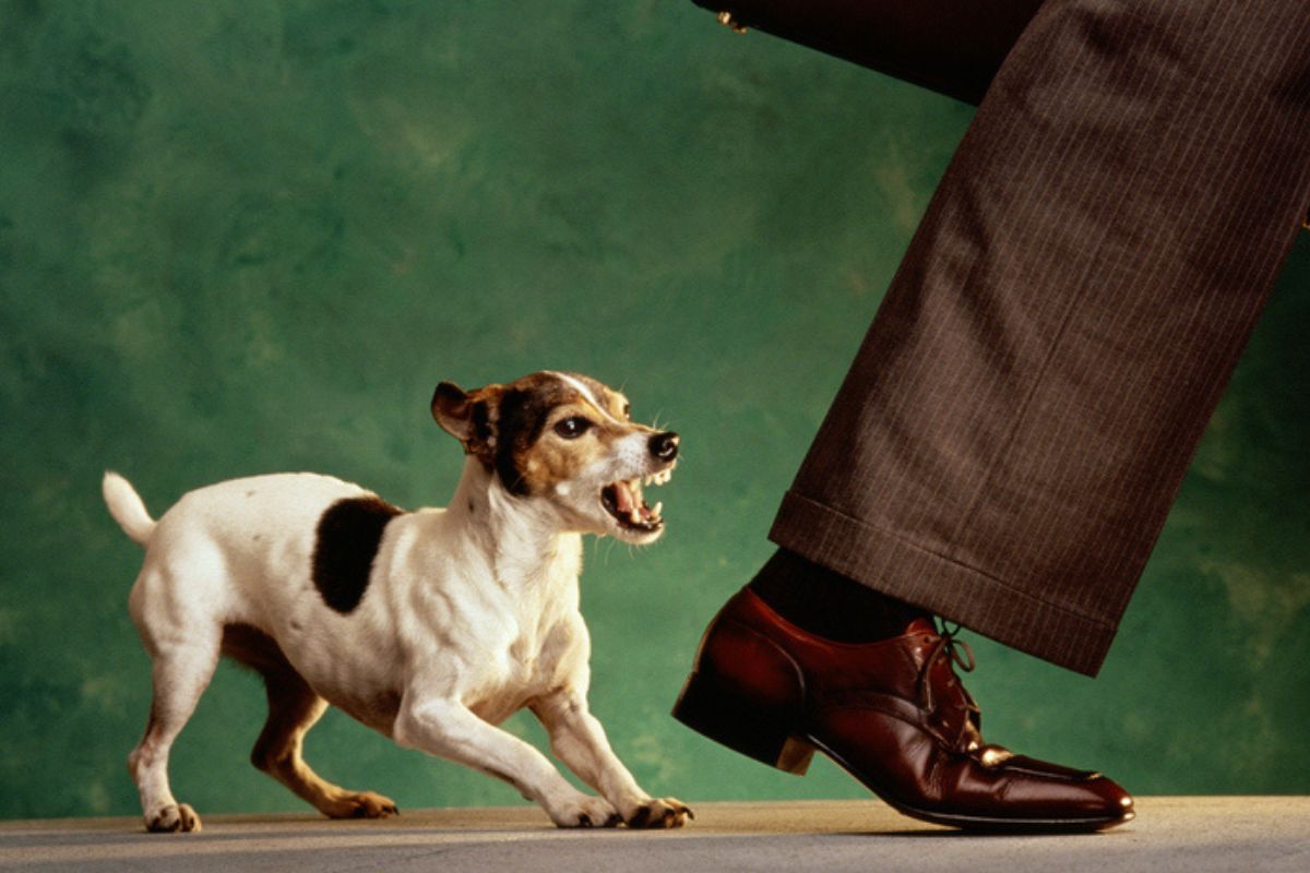 Imagem colorida de cachorro rosnando para os pés do dono