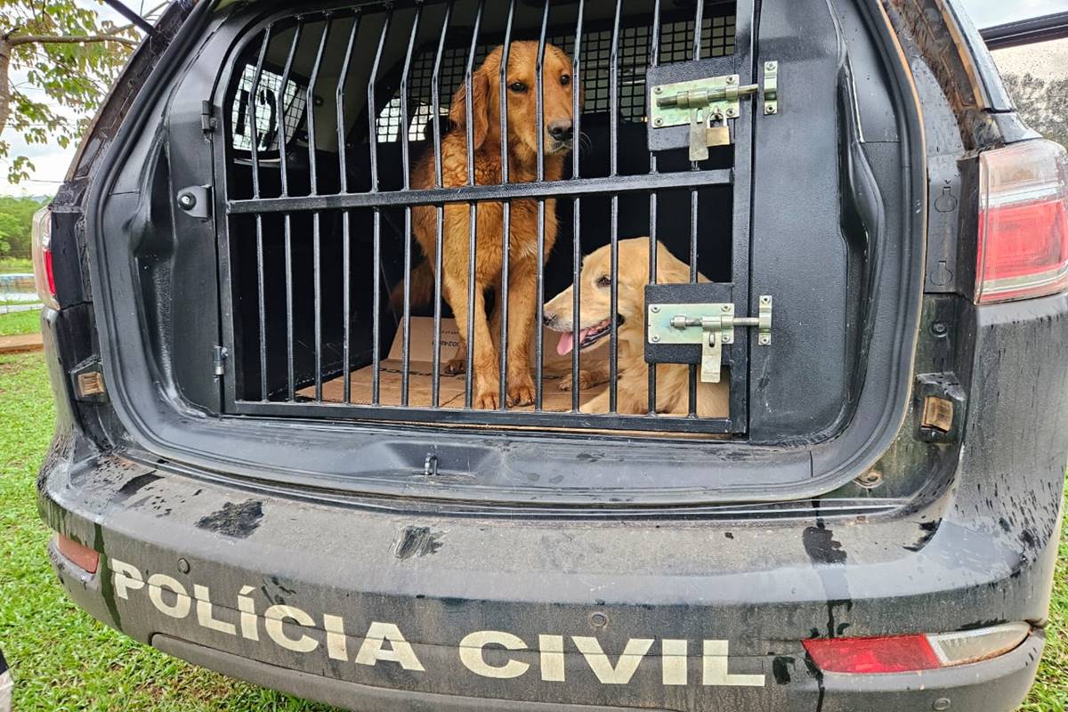 Cães vítimas de maus-tratos