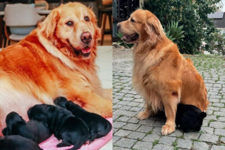 Imagem colorida, um cachorro amamentando seus filhotes - Metrópoles