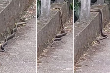 Imagem colorida, cobra na rua - Metrópoles