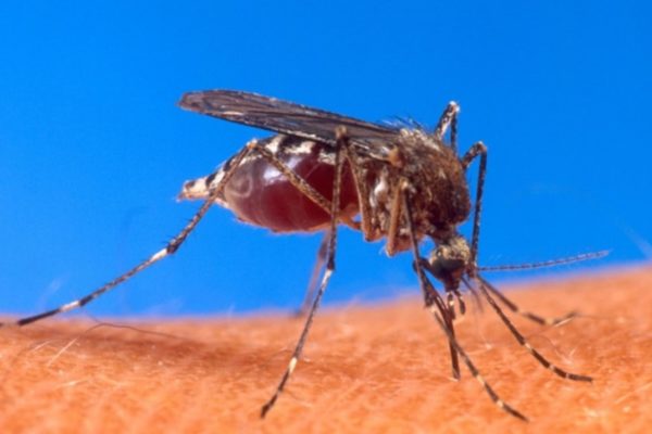 Mosquito da dengue - Metrópoles