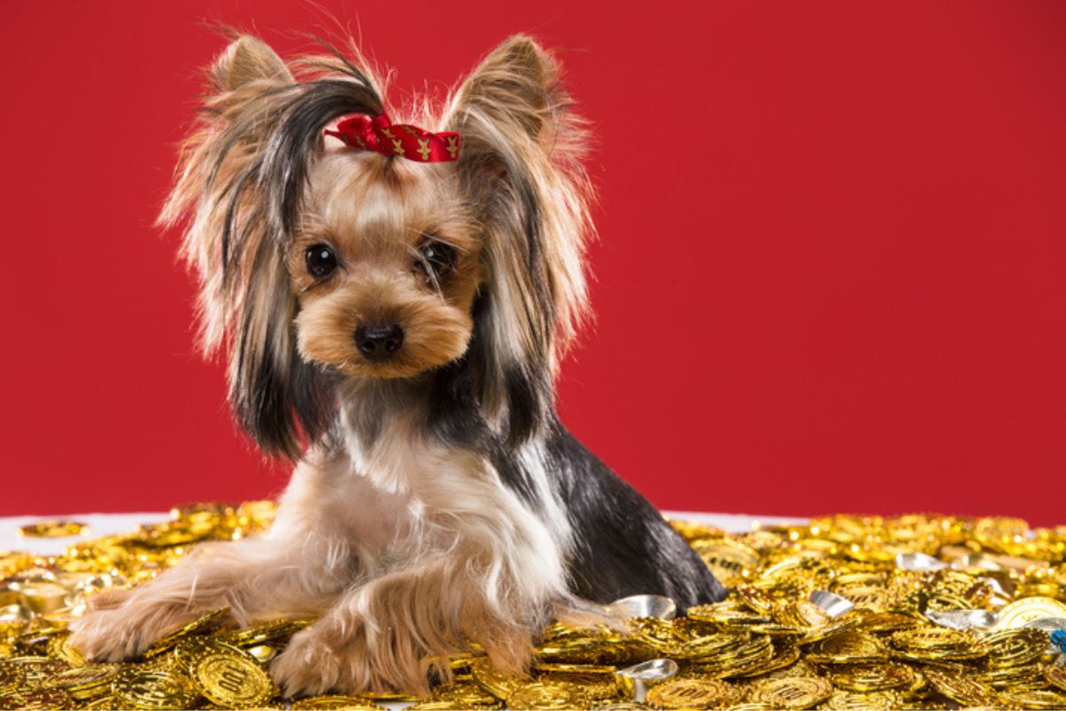 Imagem colorida de cachorro yorkshire cercado de moedas