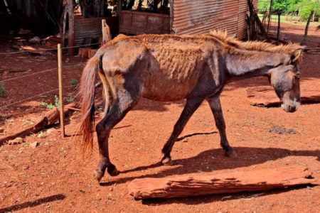 Cavalo alvo de maus-tratos em sítio de Iepê (SP) - Metrópoles
