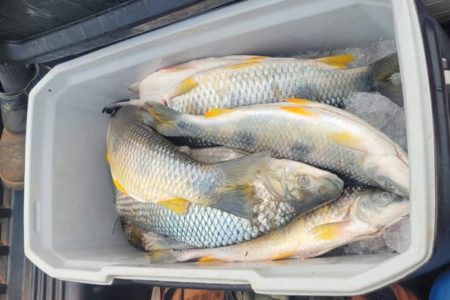 Peixes pescados durante a piracema foram apreendidos em Presidente Epitácio; pescados foram doados ao Recanto do Vovô - Metrópoles