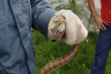 Imagem colorida, uma serpente sendo imobilizada - Metrópoles