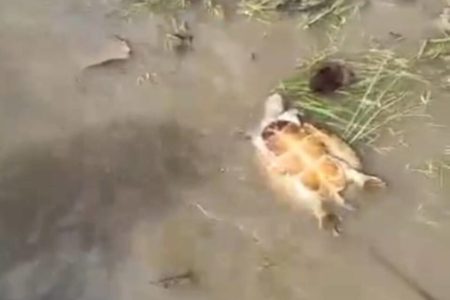 imagem colorida tartaruga morta rio araguaia