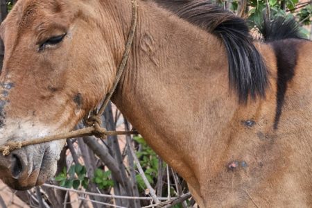 Imagem colorida de cavalo vítima de maus-tratos