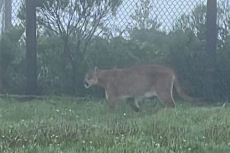 Imagem colorida, animal silvestre andando em terreno - Metrópoles