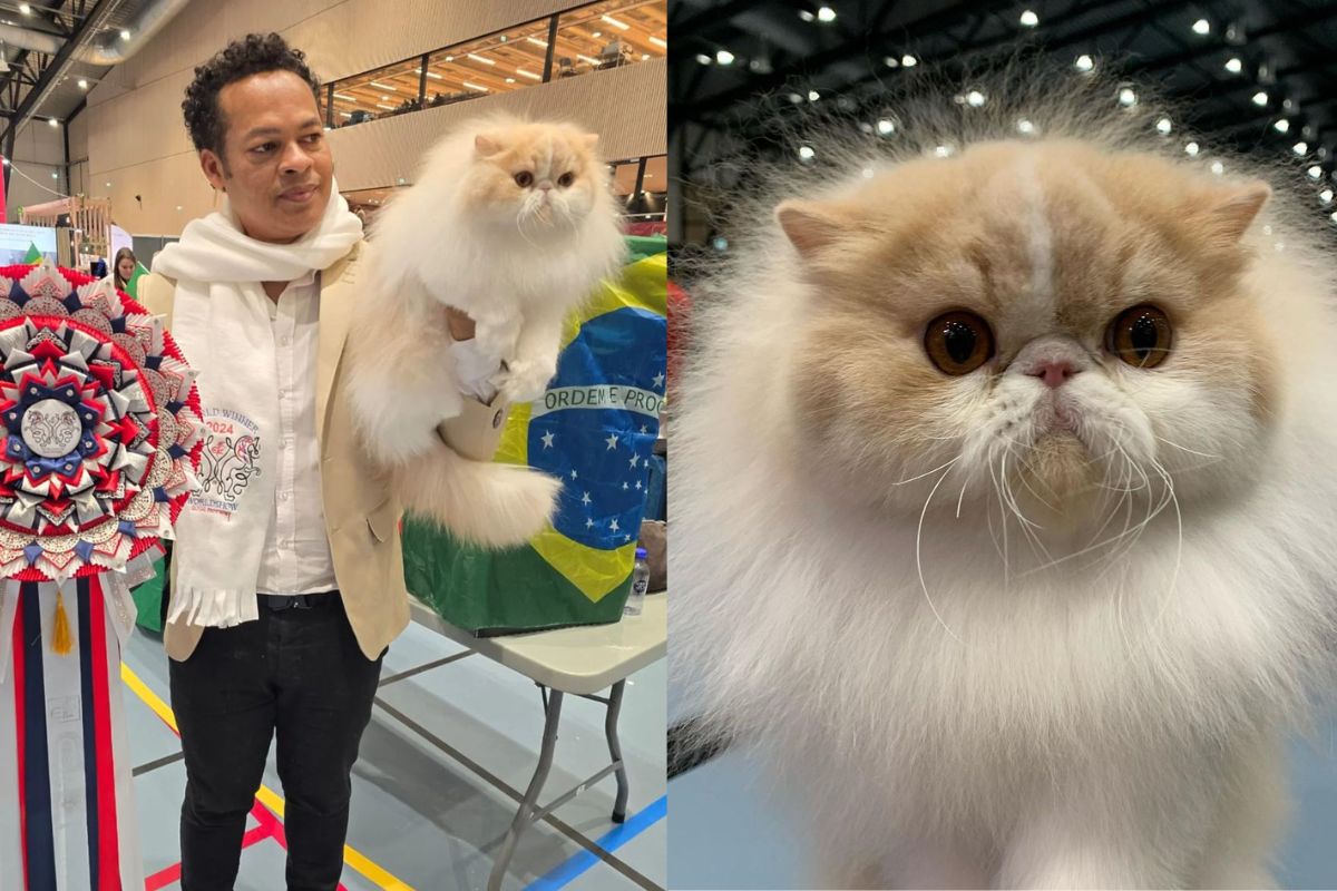 Montagem de duas imagens coloridas de gato persa ganhando competição