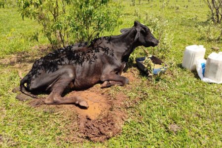 Vaca em situação de maus-tratos em Teodoro Sampaio (SP) - Metrópoles