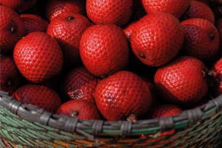 Foto mostra fruto de buriti