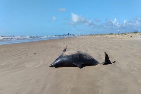 Imagem colorida, golfinho morto na praia - Metrópoles