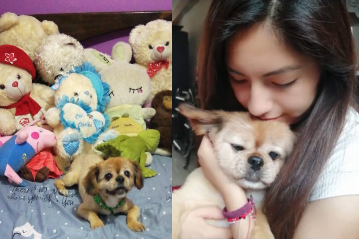 Montagem de duas imagens coloridas de tutora com pet, em meio a ursinhos