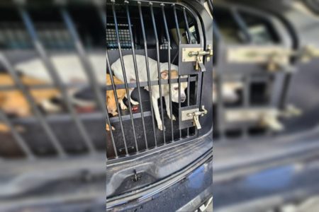 Dois cachorros, um caramelo e outro branco, em grade dentro de carro