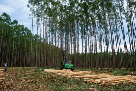 Imagem colorida de floresta de eucaplitpto para a produçãod e celulose
