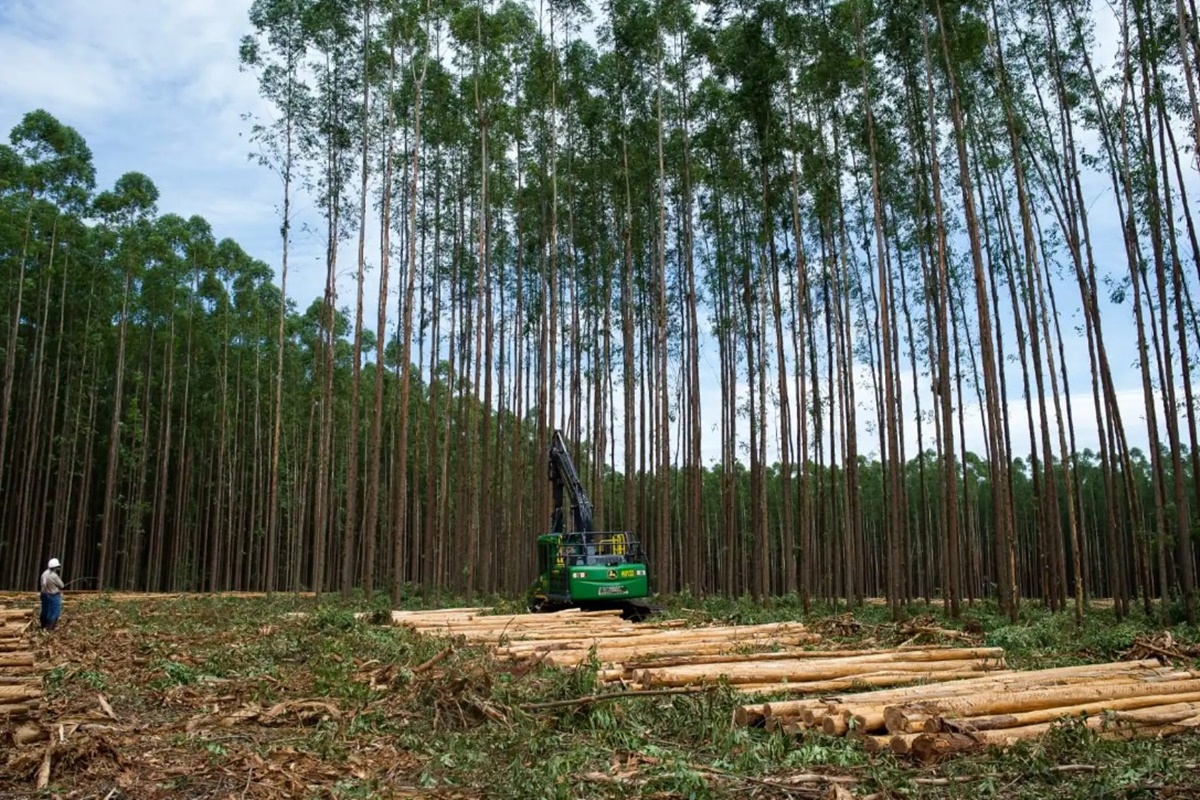 Imagem colorida de floresta de eucaplitpto para a produçãod e celulose