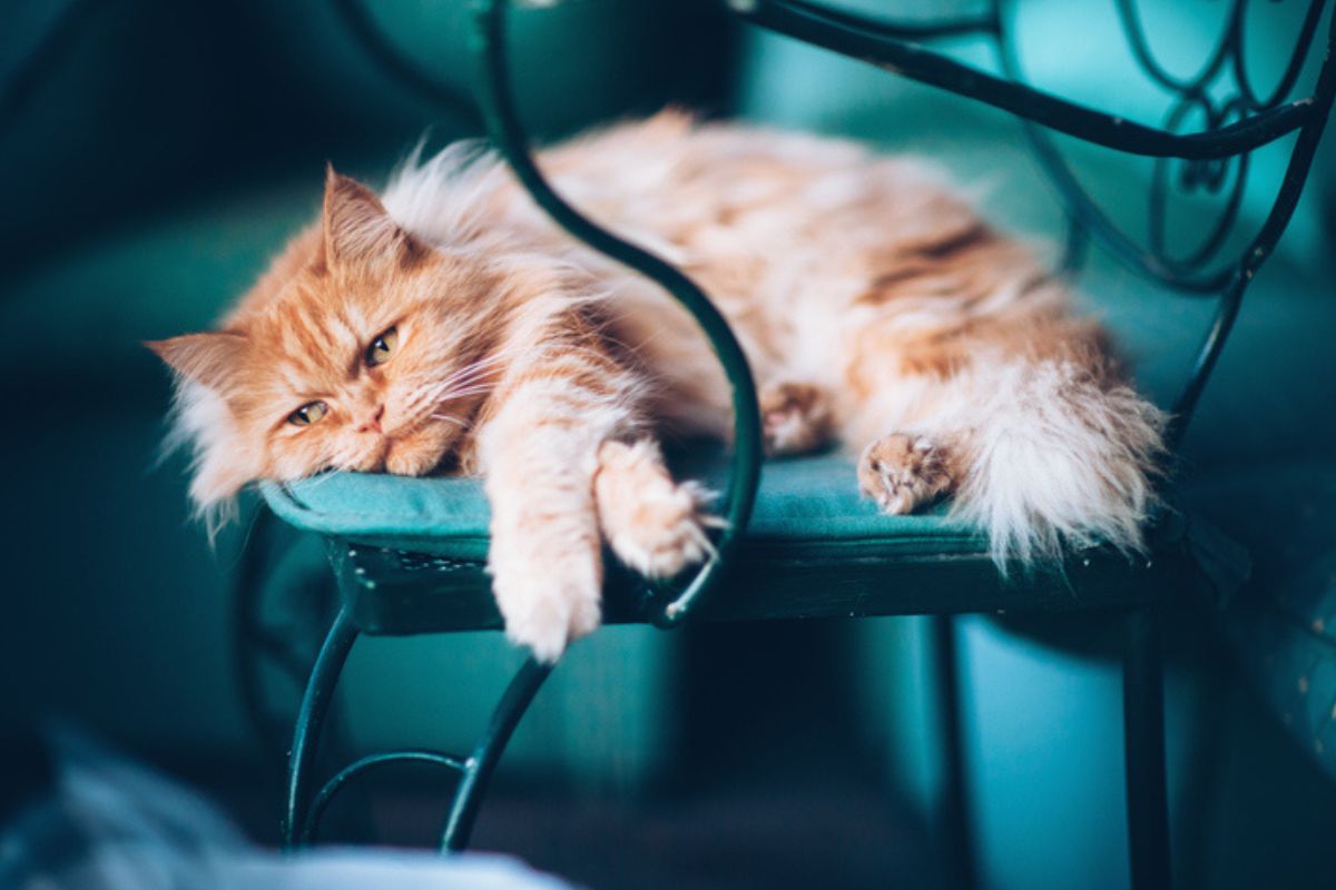 Imagem colorida de gato deitado