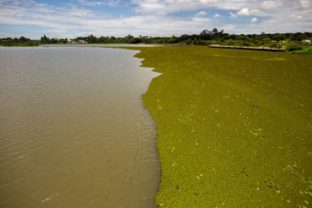Lago Paranoá sofre com proliferação de plantas aquáticas próximo à estação de tratamento da CAESB metropoles