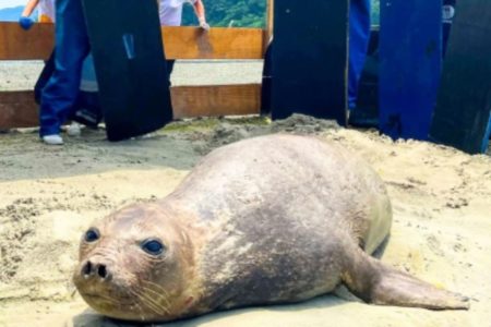 A fêmea de elefante-marinho-do-sul encontrada na Praia das Astúrias, no litoral de São Paulo, voltou ao mar após 7 dias de monitoramento - Metrópoles