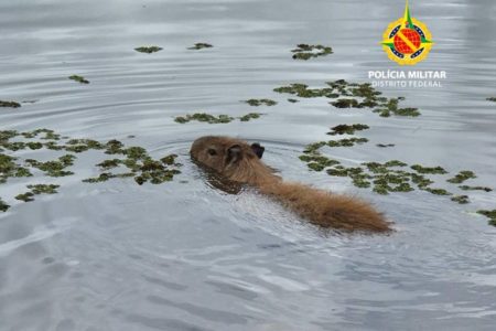 Uma capivara foi resgatada pelo Batalhão de Polícia Militar Ambiental (BPMA) na manhã desse domingo (24/11), na Quadra 515 da Asa Sul, em Brasília. O animal foi visto por um morador, que registrou a presença do mamífero em via pública, próximo a um comércio local, por volta das 8h30.