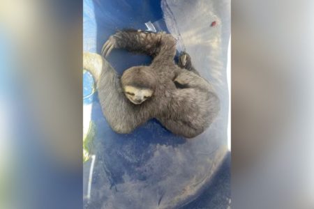 Imagem colorida mostra bicho-preguiça encontrado no Guarujá após pegar carona em um caminhão - Metrópoles