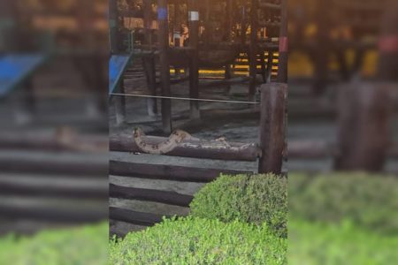 Foto colorida de cobra em parquinho