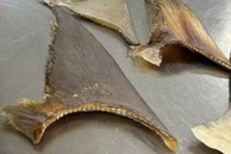 Imagem colorida mostra quatro pedaços de barbatanas de tubarão secas dispostas sobre superfície plana - Metrópoles