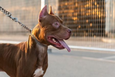 Imagem colorida, cachorro com olhar de atenção - Metrópoles