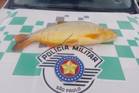 Homem abandonou dourado de 7kg em canavial de Adamantina ao fugir da Polícia Ambiental - Metrópoles