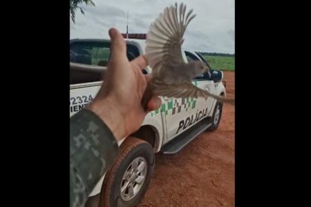 Aves em cativeiro foram soltas na natureza em Regente Feijó (SP) - Metrópoles
